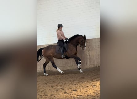 Holsteiner, Jument, 6 Ans, 168 cm, Bai