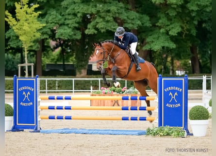 Holsteiner, Jument, 6 Ans, 170 cm, Bai