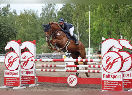 Holsteiner, Jument, 6 Ans, 173 cm, Alezan