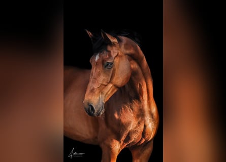 Holsteiner, Jument, 6 Ans, 175 cm, Bai
