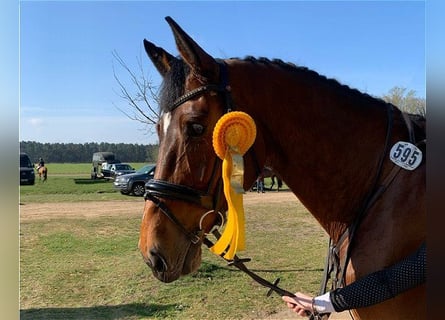 Holsteiner, Jument, 6 Ans, 178 cm, Bai