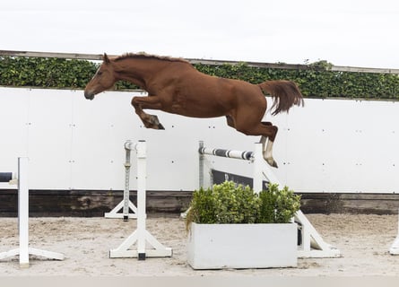 Holsteiner, Jument, 7 Ans, 161 cm