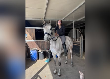 Holsteiner, Jument, 7 Ans, 161 cm, Gris