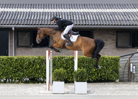 Holsteiner, Jument, 7 Ans, 162 cm