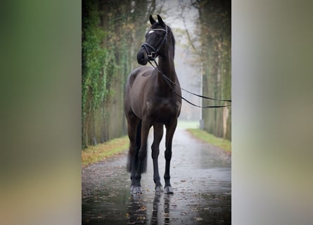 Holsteiner, Jument, 7 Ans, 164 cm, Bai brun foncé