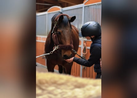 Holsteiner, Jument, 7 Ans, 165 cm, Bai