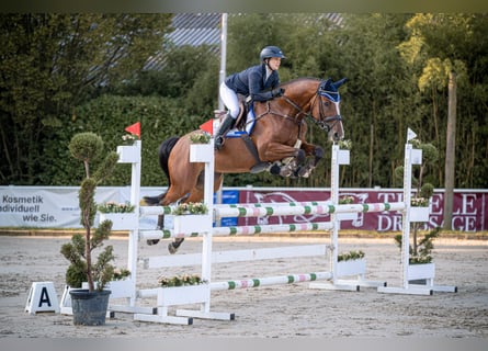 Holsteiner, Jument, 7 Ans, 166 cm, Bai