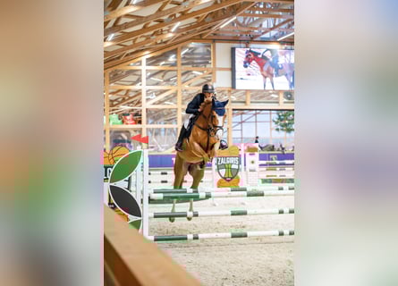 Holsteiner, Jument, 7 Ans, 167 cm, Alezan