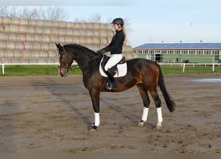 Holsteiner, Jument, 7 Ans, 167 cm, Bai brun foncé