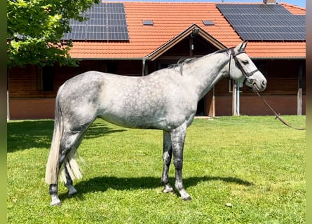 Holsteiner, Jument, 7 Ans, 167 cm, Gris