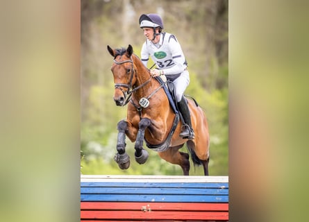 Holsteiner, Jument, 7 Ans, 170 cm, Bai