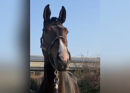 Holsteiner, Jument, 7 Ans, 176 cm, Bai brun foncé