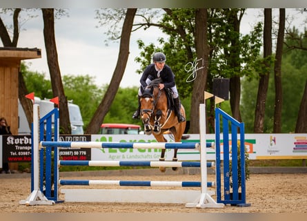Holsteiner, Jument, 7 Ans, Bai