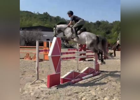 Holsteiner, Jument, 7 Ans, Gris