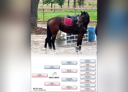 Holsteiner, Jument, 8 Ans, 163 cm, Bai