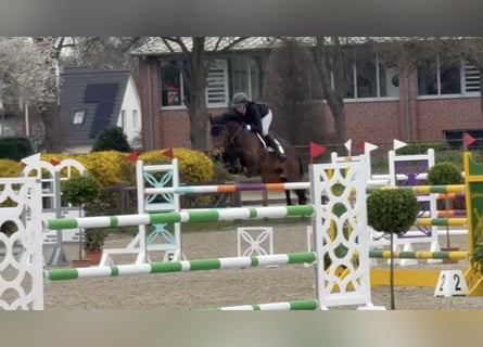 Holsteiner, Jument, 8 Ans, 163 cm, Bai