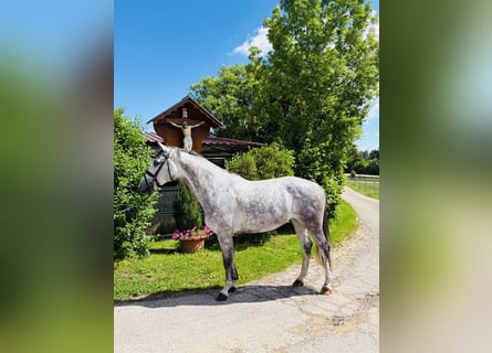 Holsteiner, Jument, 8 Ans, 165 cm, Gris