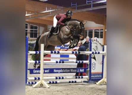 Holsteiner, Jument, 8 Ans, 172 cm, Bai