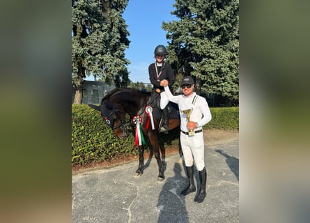 Holsteiner, Jument, 9 Ans, 163 cm, Bai brun