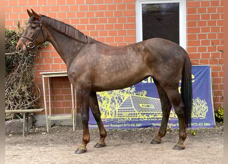 Holsteiner, Jument, 9 Ans, 168 cm, Alezan brûlé