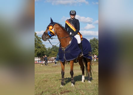 Holsteiner, Jument, 9 Ans, 168 cm, Bai