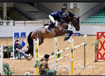 Holsteiner, Jument, 9 Ans, 169 cm, Bai brun