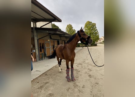 Holsteiner, Jument, 9 Ans, 170 cm, Bai