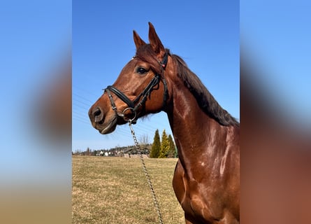 Holsteiner, Jument, 9 Ans, 172 cm, Alezan brûlé