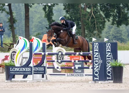 Holsteiner, Jument, 9 Ans, 182 cm, Bai