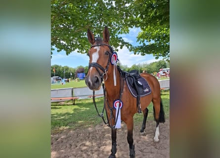 Holsteiner, Jument, 9 Ans, Bai