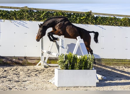 Holsteiner, Merrie, 10 Jaar, 159 cm, Bruin