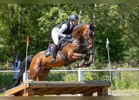 Holsteiner, Merrie, 10 Jaar, 160 cm, Bruin