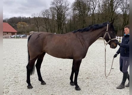 Holsteiner Mix, Merrie, 10 Jaar, 168 cm, Zwartbruin