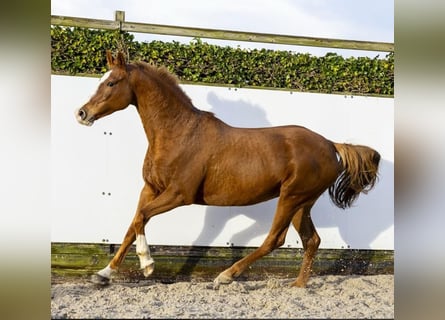 Holsteiner, Merrie, 10 Jaar, 169 cm
