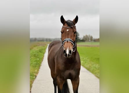 Holsteiner, Merrie, 10 Jaar, 169 cm, Donkerbruin