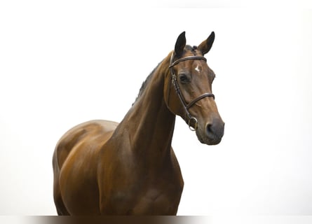 Holsteiner, Merrie, 10 Jaar, 170 cm, Bruin