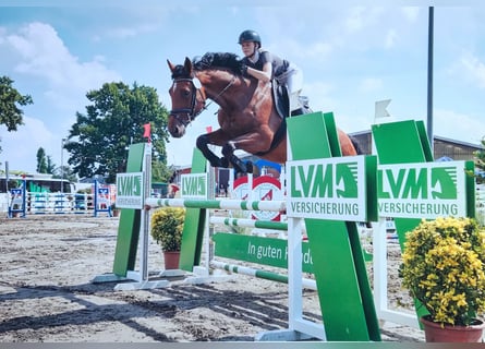 Holsteiner, Merrie, 10 Jaar, 171 cm, Bruin