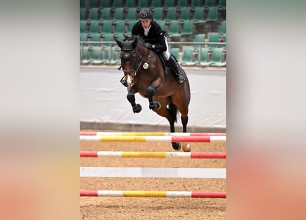 Holsteiner, Merrie, 10 Jaar, 172 cm, Donkerbruin