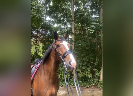Holsteiner, Merrie, 10 Jaar, 173 cm, Bruin