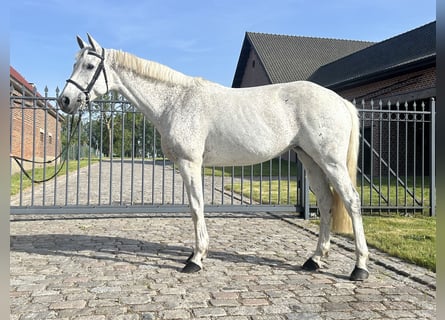 Holsteiner, Merrie, 11 Jaar, 162 cm, Schimmel