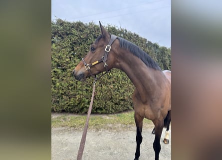 Holsteiner, Merrie, 11 Jaar, 170 cm, Donkerbruin