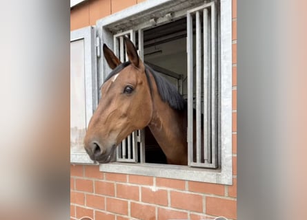 Holsteiner, Merrie, 11 Jaar, 172 cm, Bruin