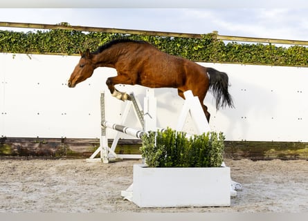 Holsteiner, Merrie, 12 Jaar, 160 cm, Bruin