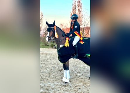 Holsteiner, Merrie, 12 Jaar, 164 cm, Bruin