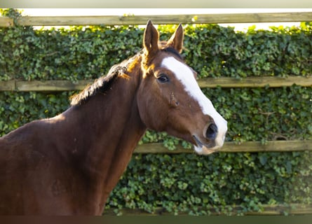 Holsteiner, Merrie, 12 Jaar, 164 cm, Bruin