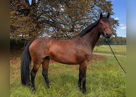 Holsteiner, Merrie, 12 Jaar, 172 cm, Bruin