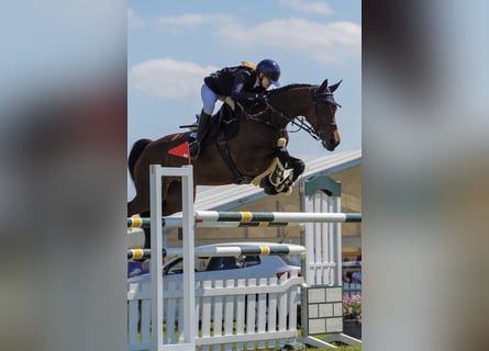 Holsteiner, Merrie, 12 Jaar, 172 cm, Bruin