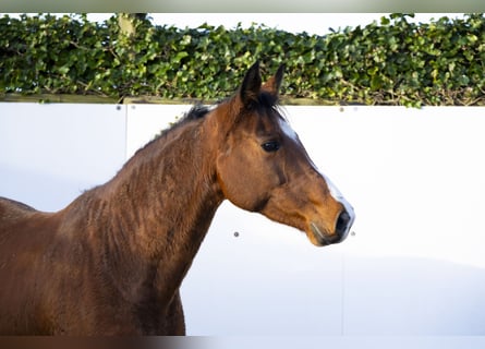 Holsteiner, Merrie, 13 Jaar, 160 cm, Bruin