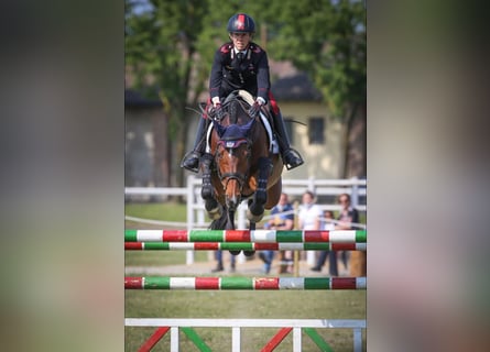 Holsteiner, Merrie, 13 Jaar, 165 cm, Roodbruin