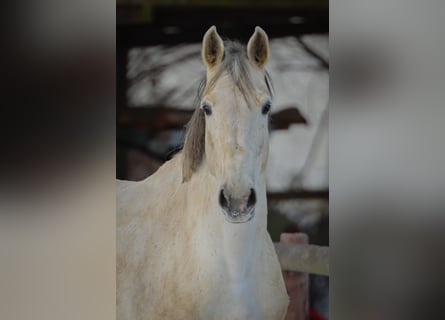 Holsteiner, Merrie, 13 Jaar, 170 cm, Schimmel